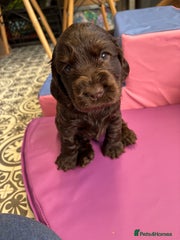 Cocker Spaniel Puppy 3