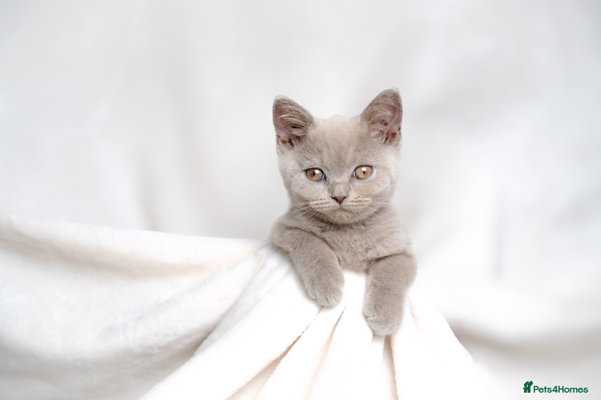 British Shorthair cats Champagne Lilac/Fawn British Shorthair Kittens 💜 - Advert 3