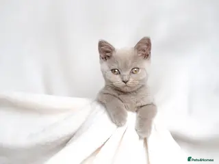 British Shorthair cats Champagne Lilac/Fawn British Shorthair Kittens 💜 - Advert 3