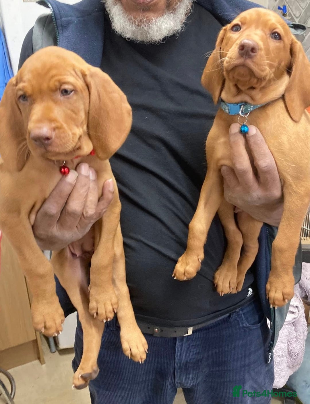 Hungarian Vizsla dogs for sale: 4 vizla pups looking for new homes - Image 2