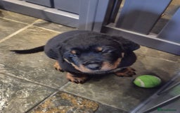 Rottweiler dogs for sale: Rottweiler Puppies in Great Yarmouth - Image 16