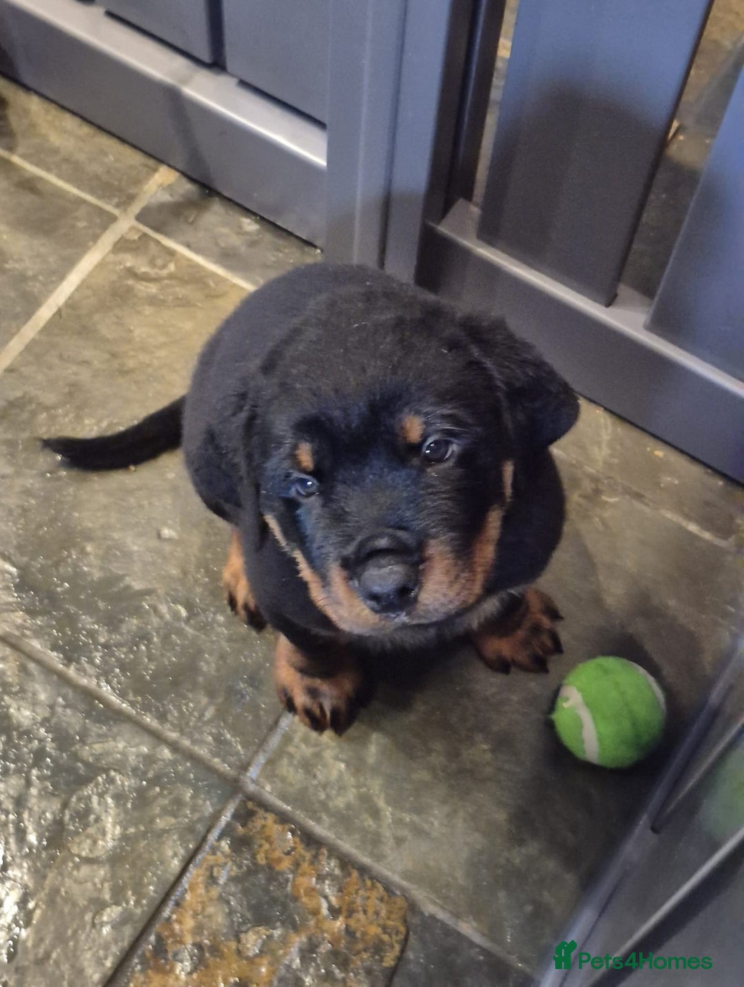 Rottweiler dogs for sale: Rottweiler Puppies in Great Yarmouth - Image 16