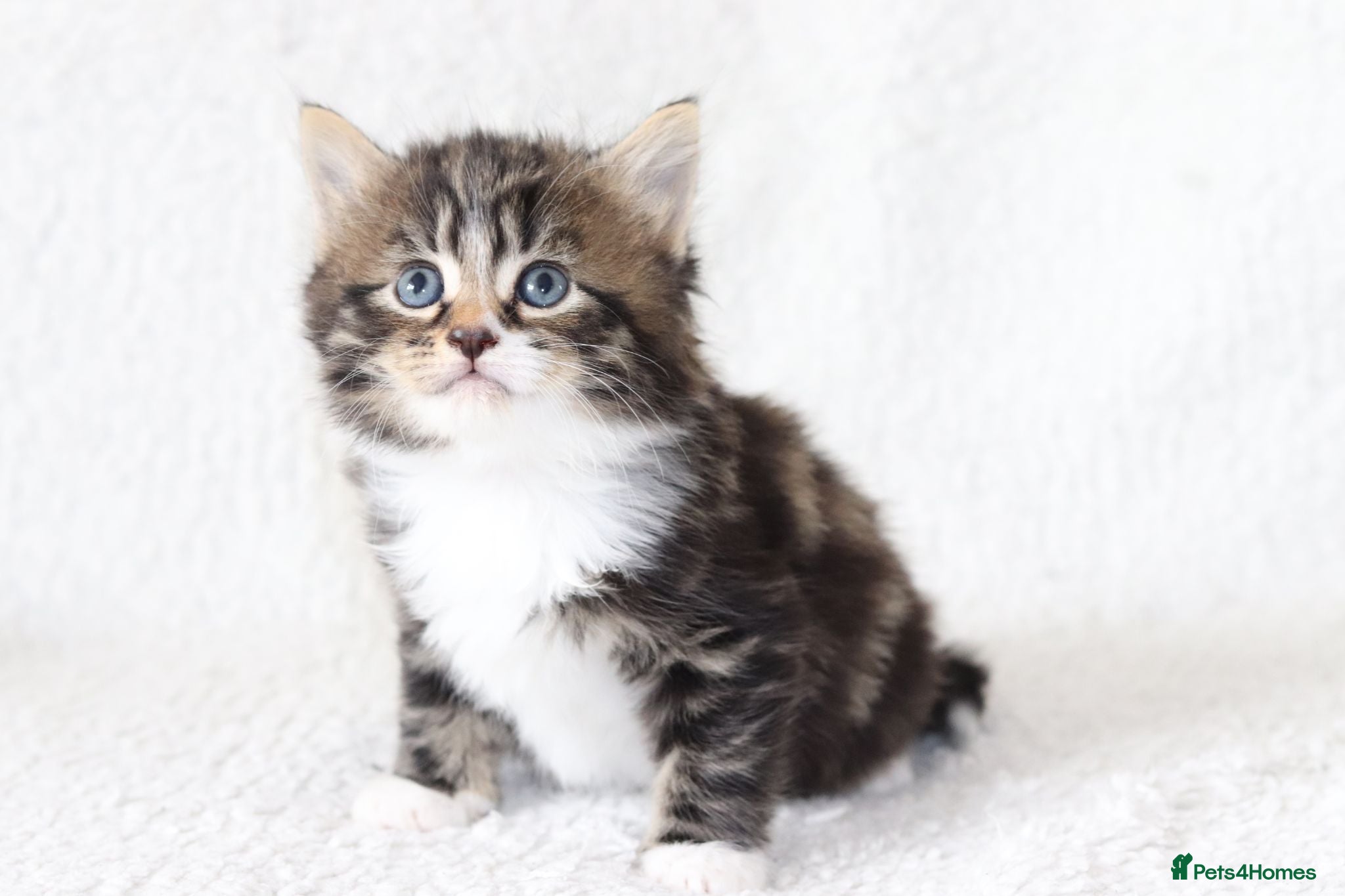 Mixed Breed cats Tabby Kittens Ready Soon - Advert 1