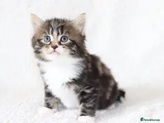Mixed Breed cats Tabby Kittens Ready Soon - Advert 1