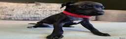 Italian Greyhound dogs for sale: 4 italian greyhound puppies  - Advert 5