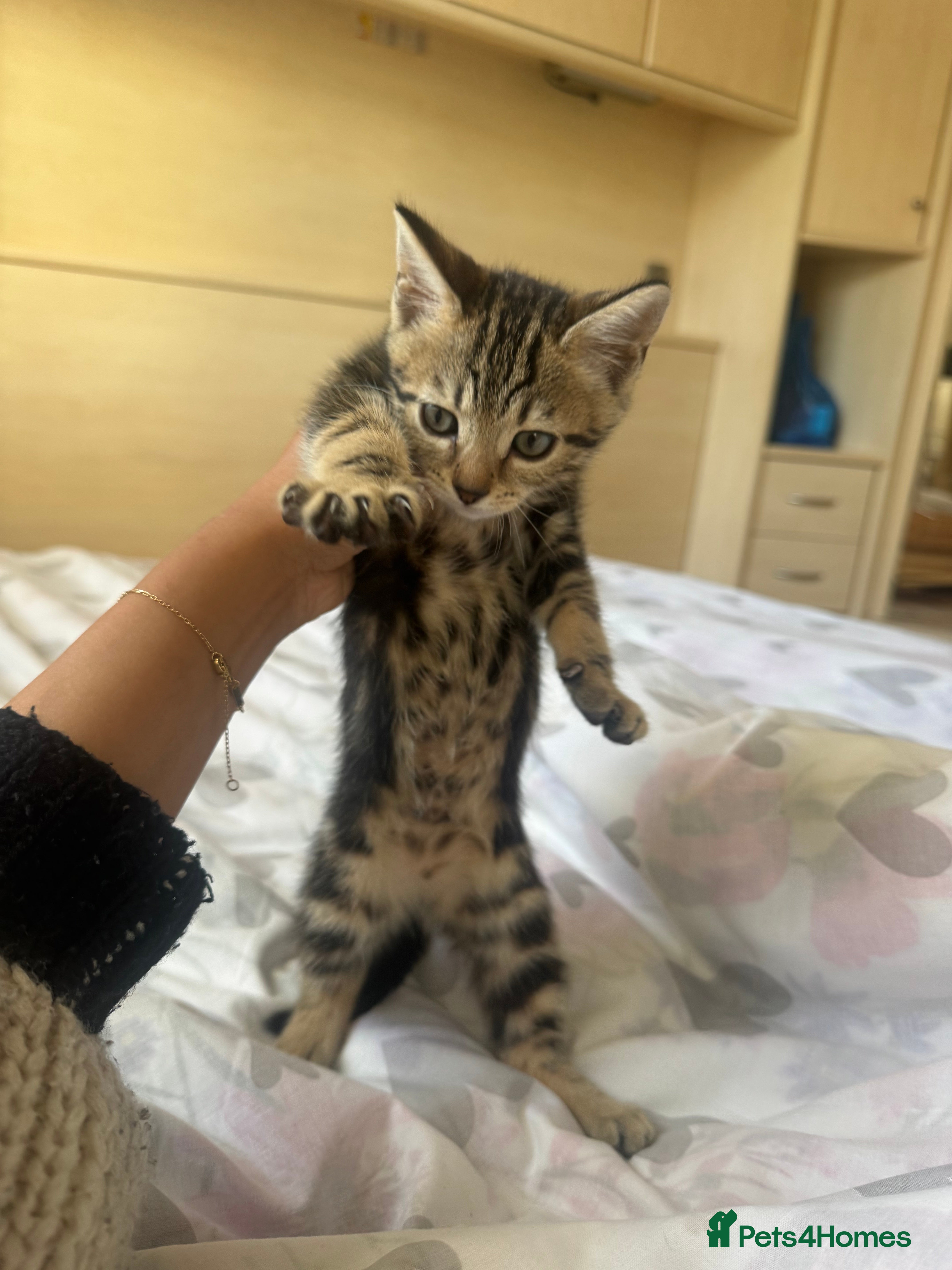 Bengal cats RARE MARBLE BENGAL female kitten AVAILABLE NOW  - Advert 15