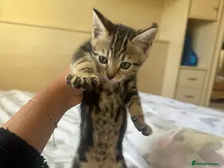 Bengal cats RARE MARBLE BENGAL female kitten AVAILABLE NOW - Advert 15