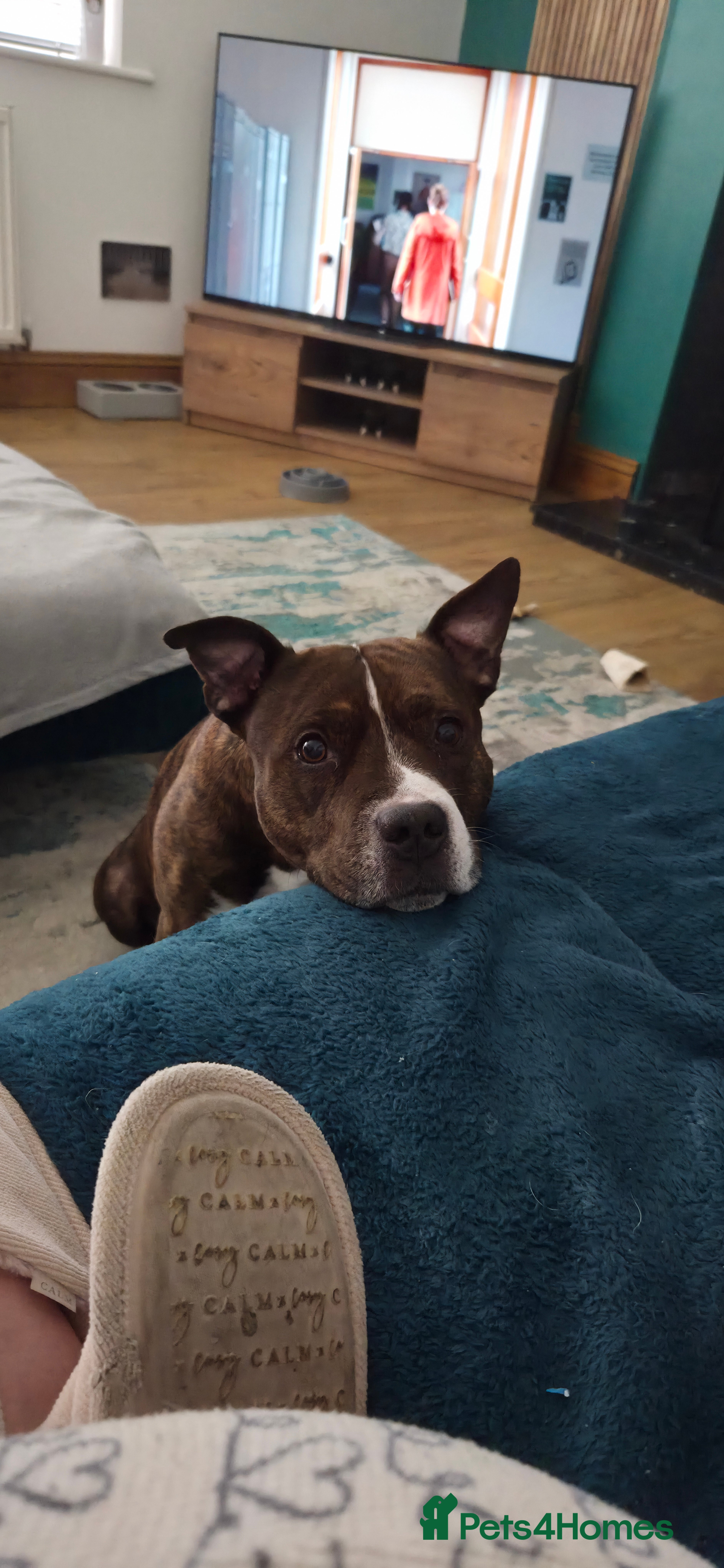 Staffordshire Bull Terrier dogs For stud - Advert 1