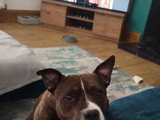 Staffordshire Bull Terrier dogs For stud - Advert 6