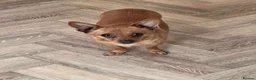 Mixed Breed dogs for adoption: Leo small with big personality  in Rotherham - Advert 3