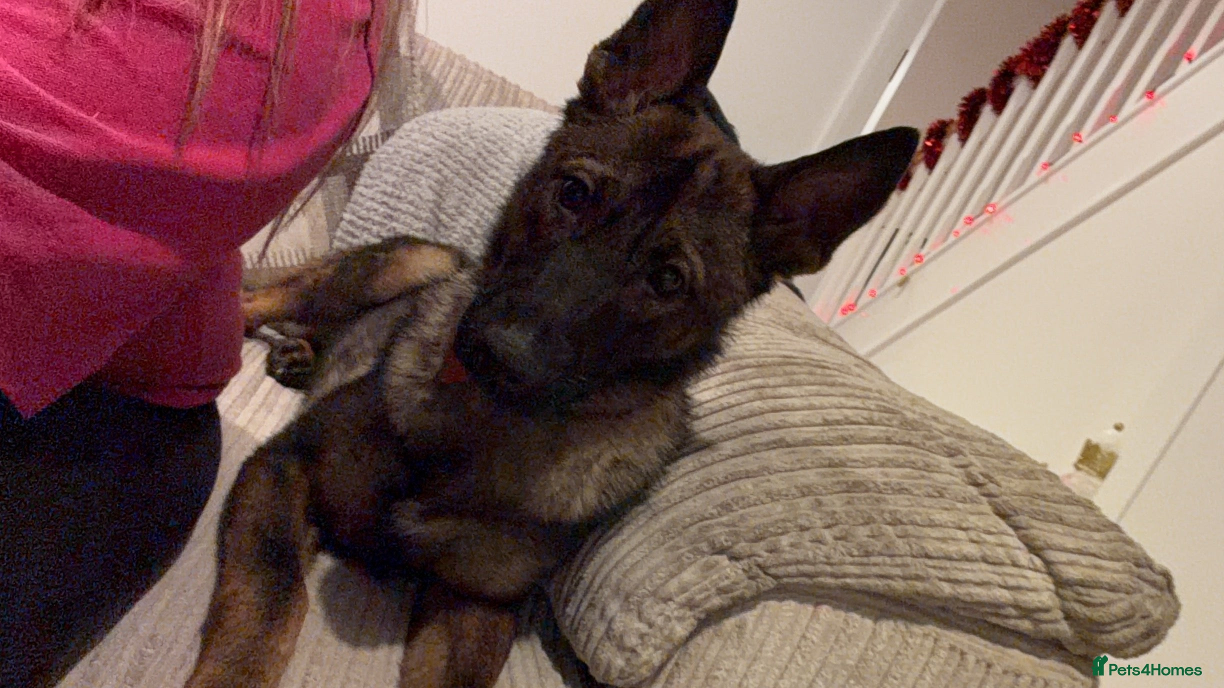 German Shepherd dogs MALE German Shepard cross (unknown)  - Advert 8