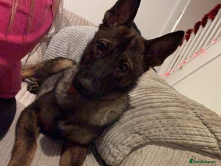 German Shepherd dogs MALE German Shepard cross (unknown) - Advert 2