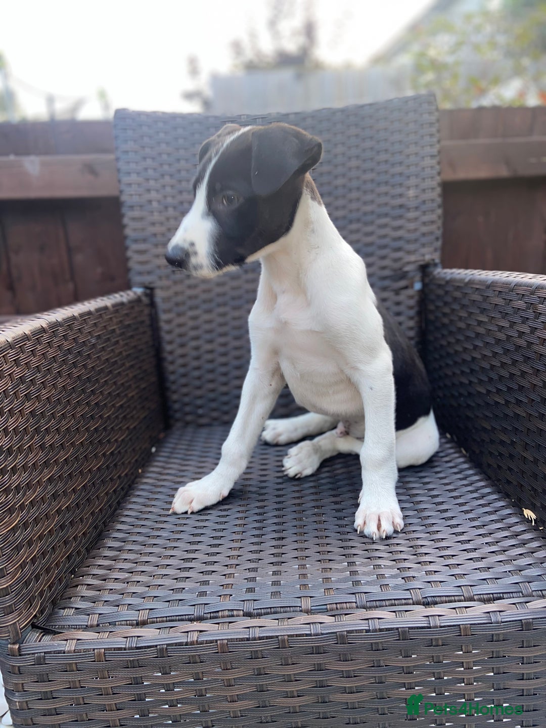 Lurcher dogs for sale: Lurcher puppies  - Image 7