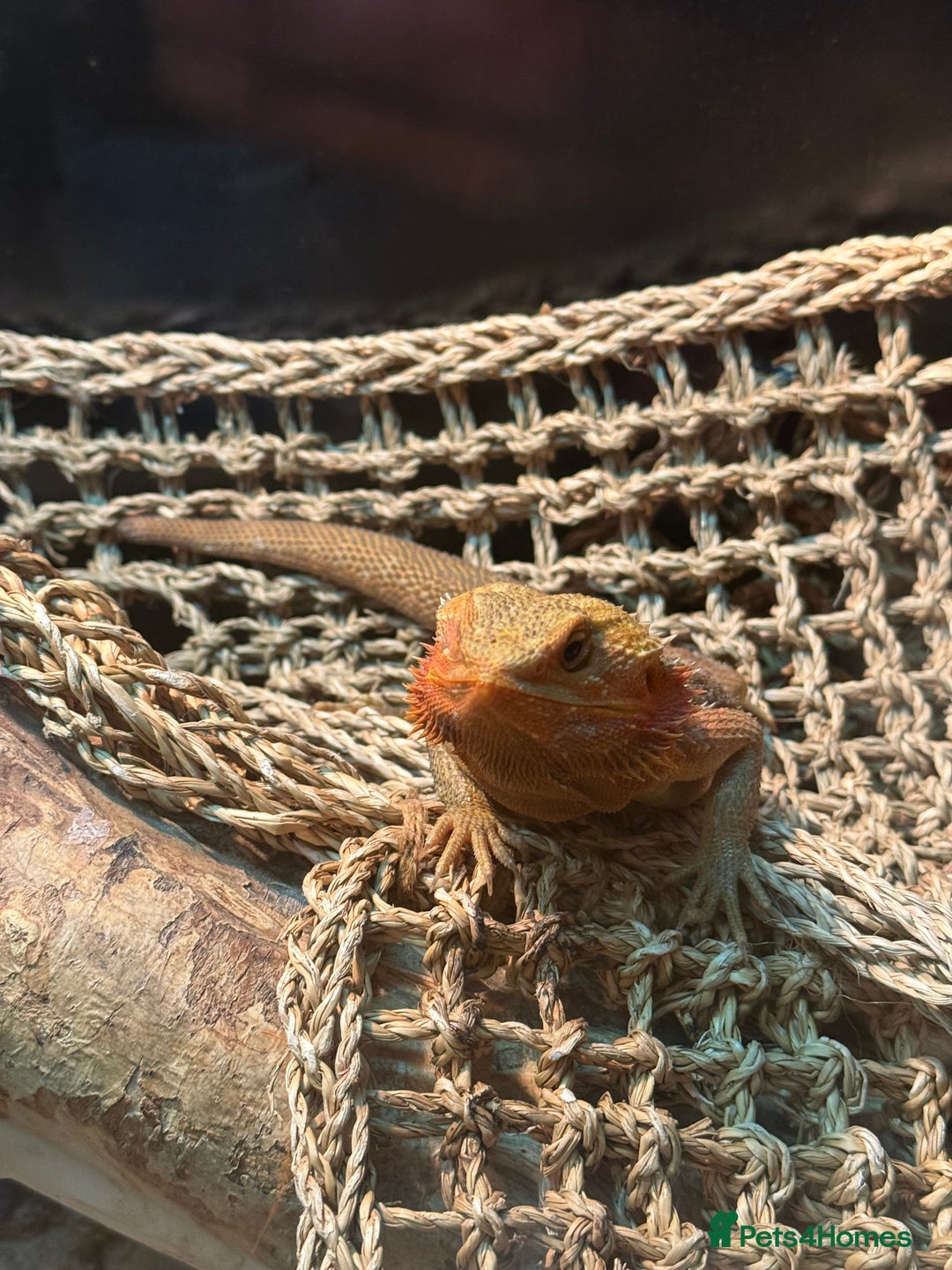 Bearded Dragon reptiles for sale: Bearded dragon & tank  - Advert 1