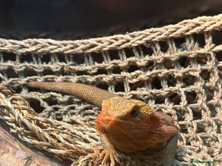 Bearded Dragon reptiles Bearded dragon & tank - Advert 1