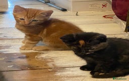 Mixed Breed cats for sale: Friendly kittens ginger boy and  torty girl - Image 9