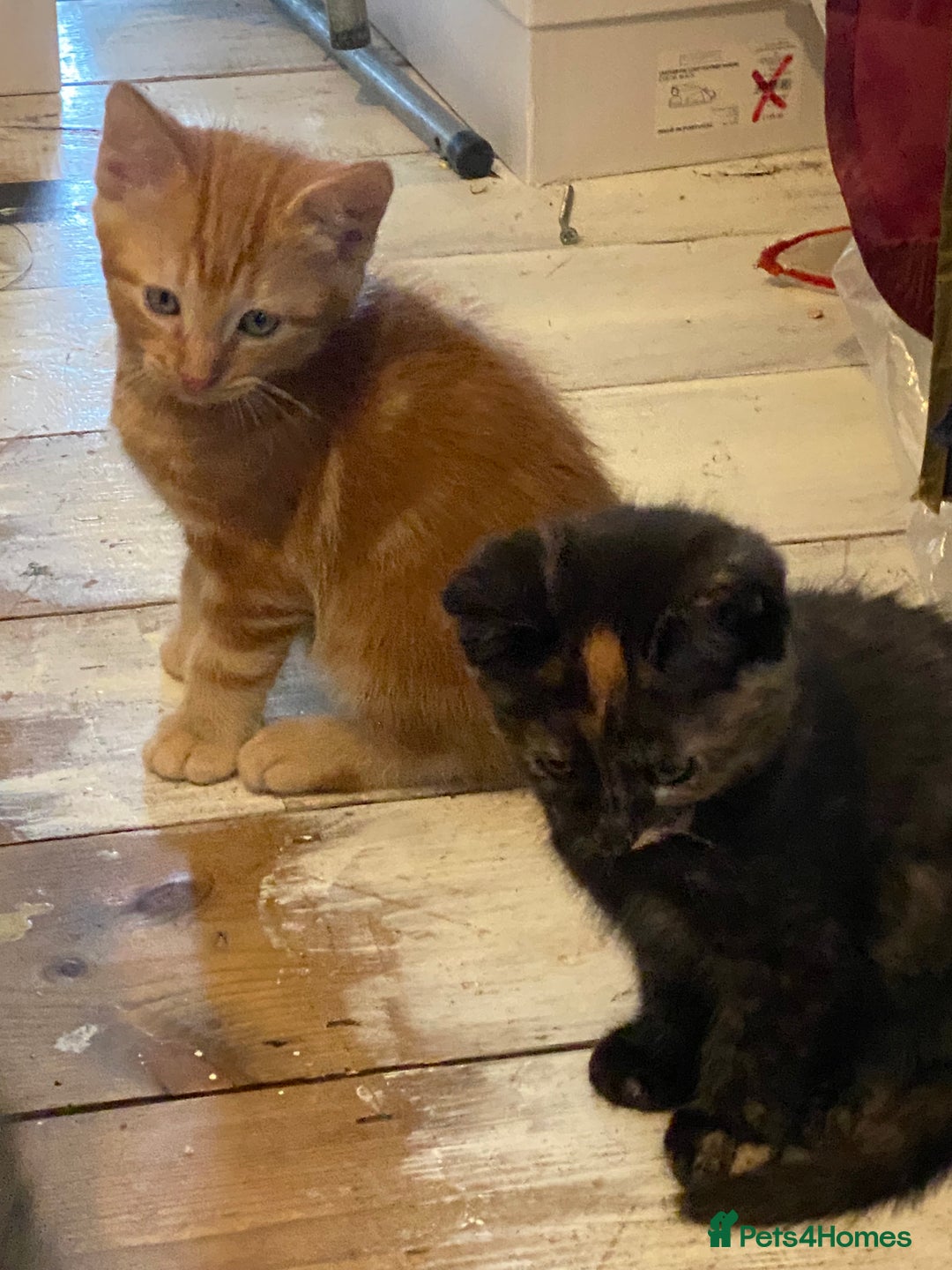 Mixed Breed cats for sale: Friendly kittens ginger boy and  torty girl - Image 9