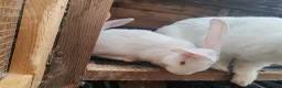 Continental Giant rabbits for sale: Male continental giant babies  - Advert 3