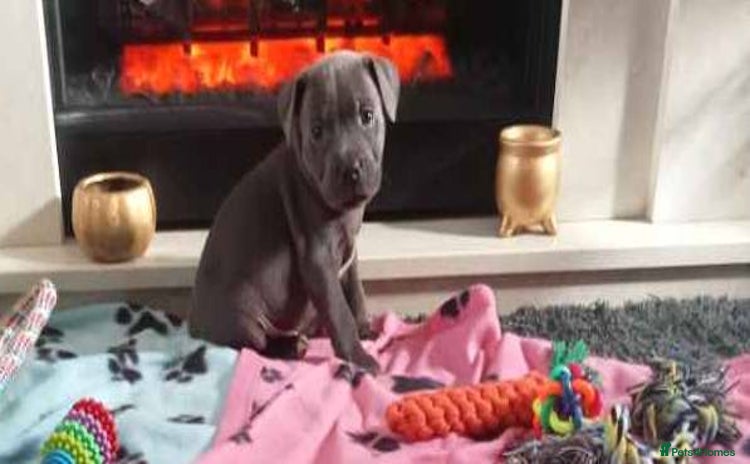 Staffordshire Bull Terrier dogs - Advert 5
