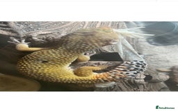Gecko reptiles for sale: Leopard gecko  - Image 4