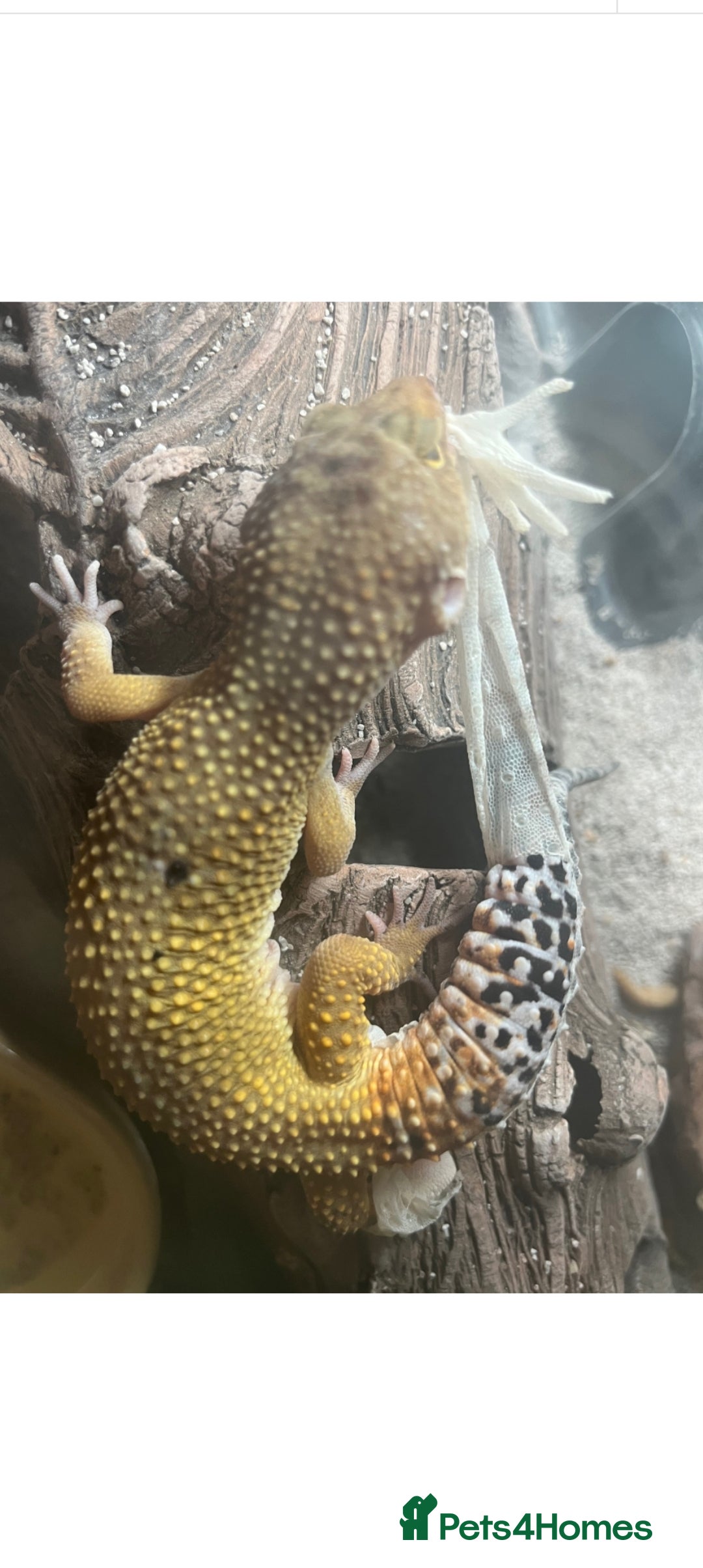 Gecko reptiles for sale: Leopard gecko  - Image 4