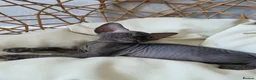 Sphynx cats for sale: Beautiful Canadian Sphynx Kittens Available 💎 - Advert 2