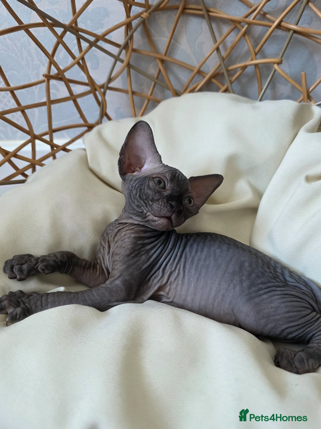 Sphynx cats for sale: Beautiful Canadian Sphynx Kittens Available 💎 - Advert 2