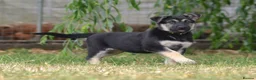 German Shepherd dogs for sale: ⭐ Rare East European Shepherd Puppies UK - Advert 10