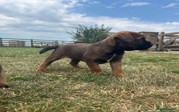 Border Terrier dogs for sale: Fabulous Chucky Boys - Image 5