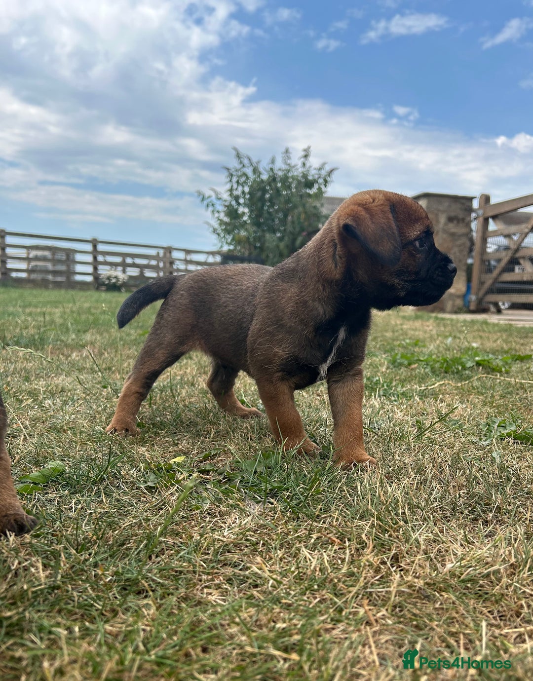Border Terrier dogs for sale: Fabulous Chucky Boys - Image 5