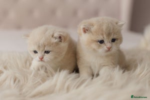 British Shorthair cats - Advert 2