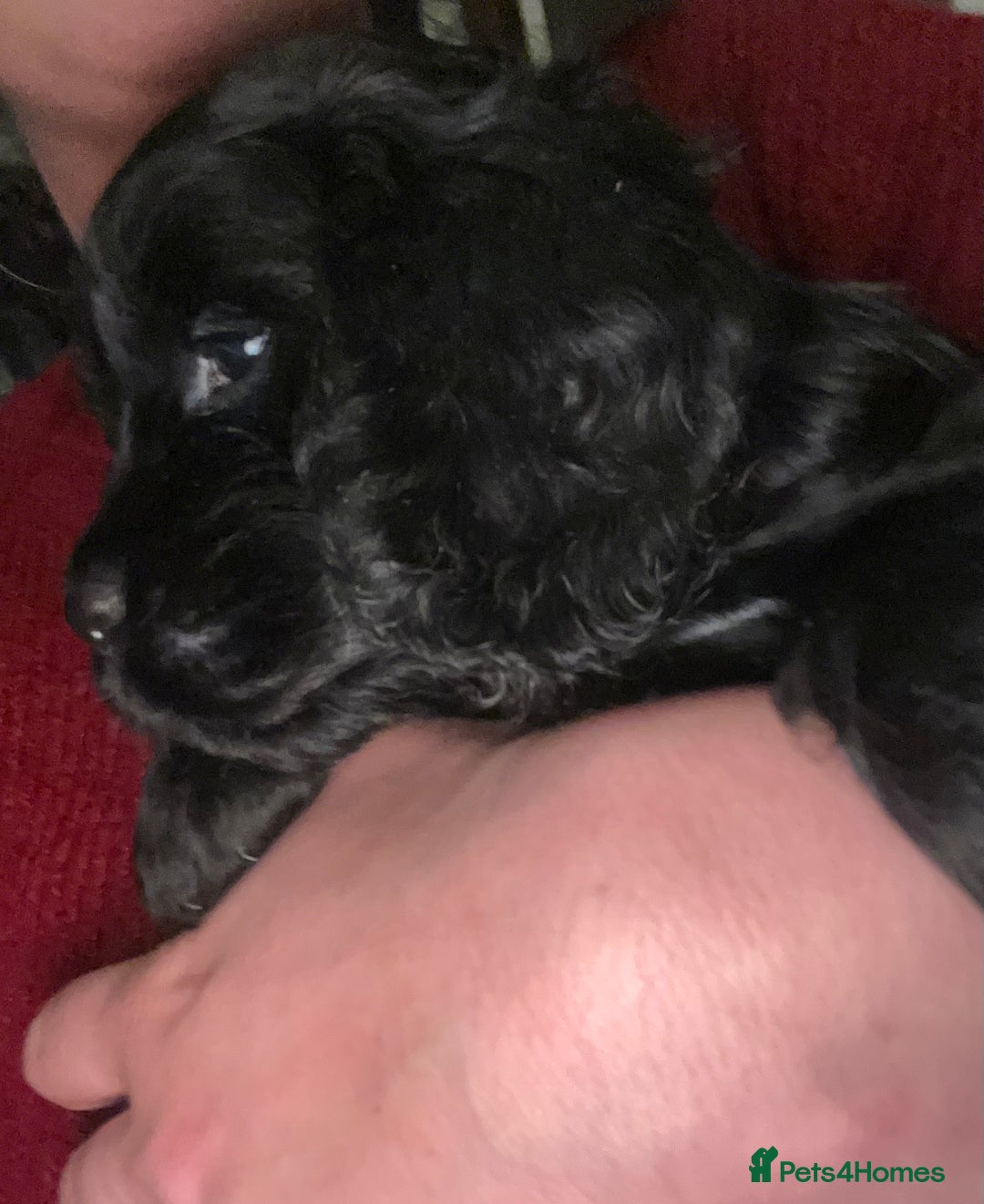 Cockapoo dogs for sale: Cockapoo X Coker spaniel  - Advert 7