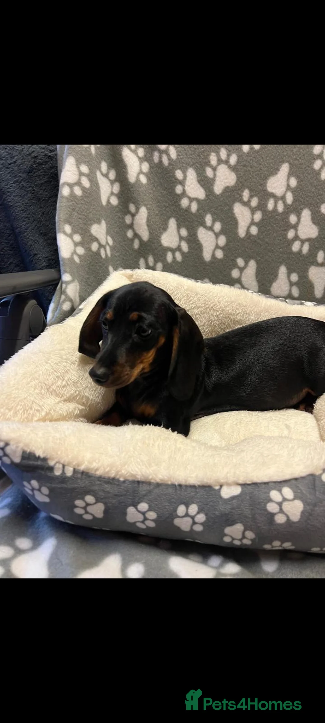 Miniature Dachshund dogs for sale: Beautiful miniature Dachshund puppies  - Advert 4