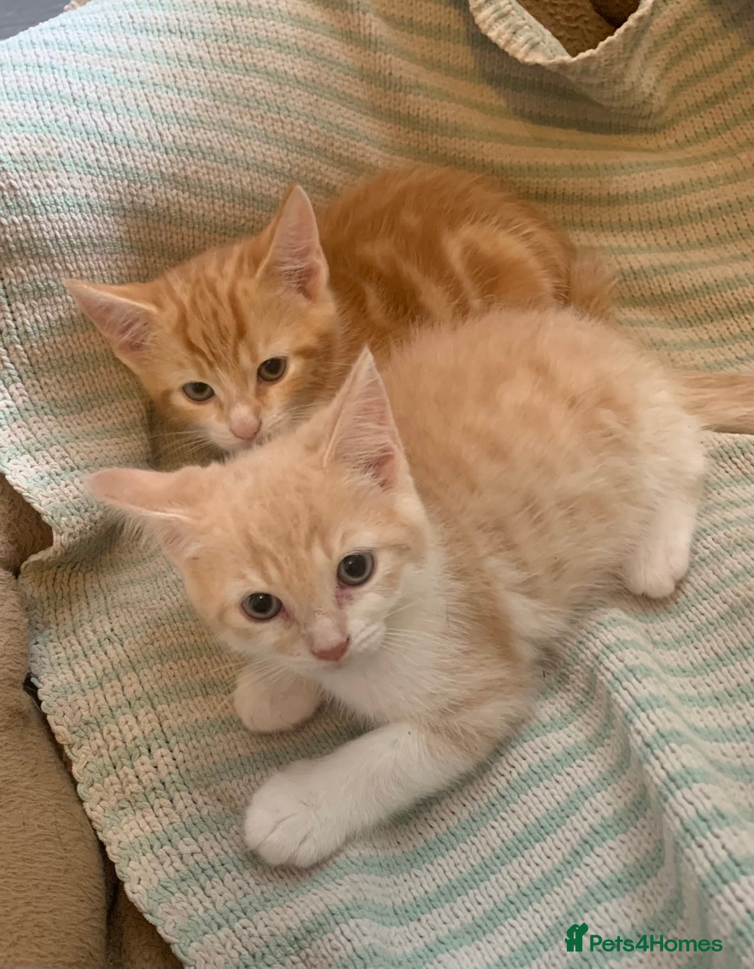 Domestic Shorthair cats for sale: 2 BEAUTIFUL MALE KITTENS AVAILABLE NOW😸 - Image 4