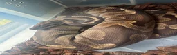 Python Snake reptiles for sale: Rack and 5 royals  in Rugeley - Advert 6