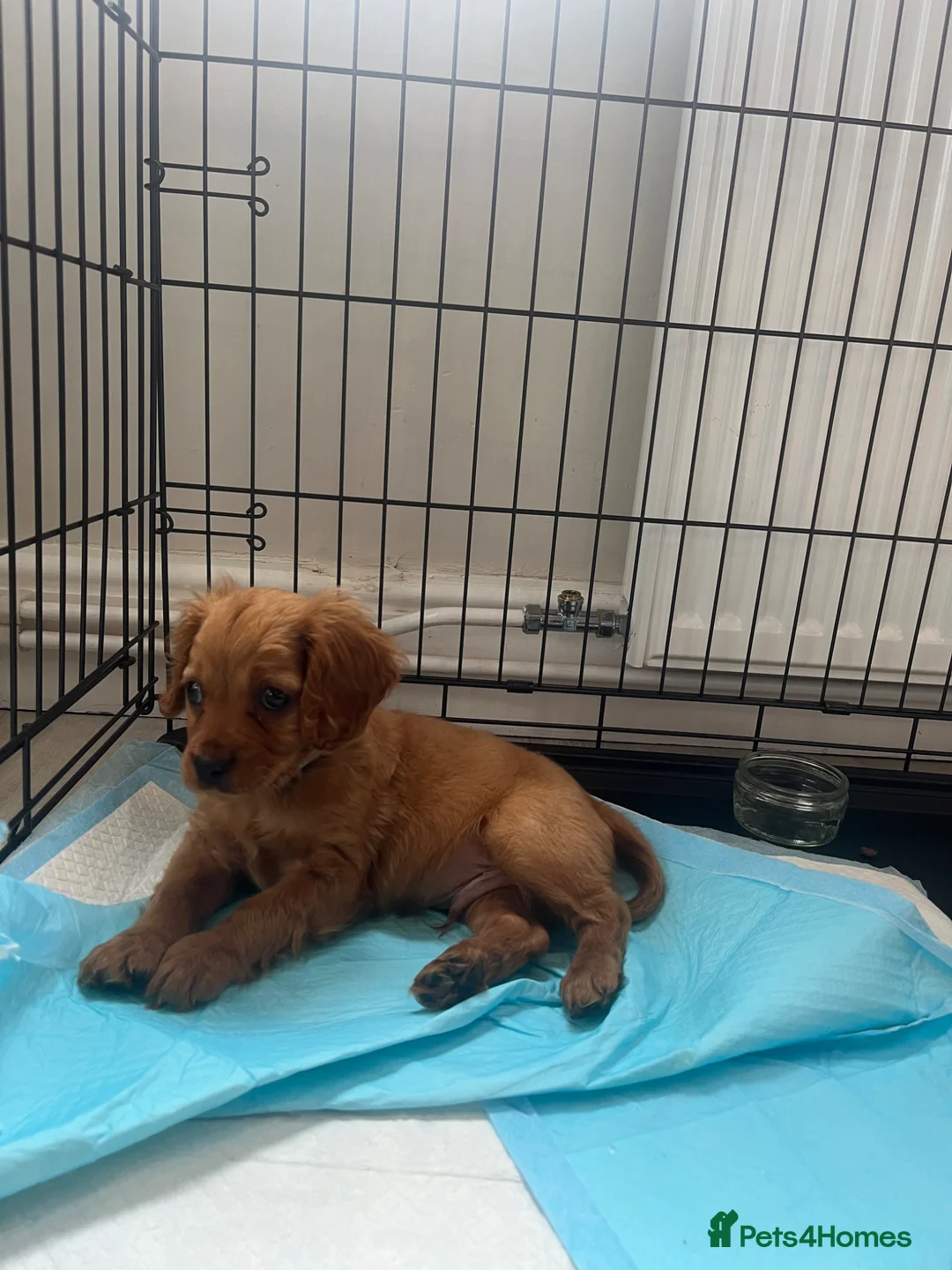 Cavapoo dogs for sale: Puppy for sale 8 weeks old. Cavapoo - Advert 1