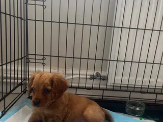 Cavapoo dogs Puppy for sale 8 weeks old. Cavapoo - Advert 2