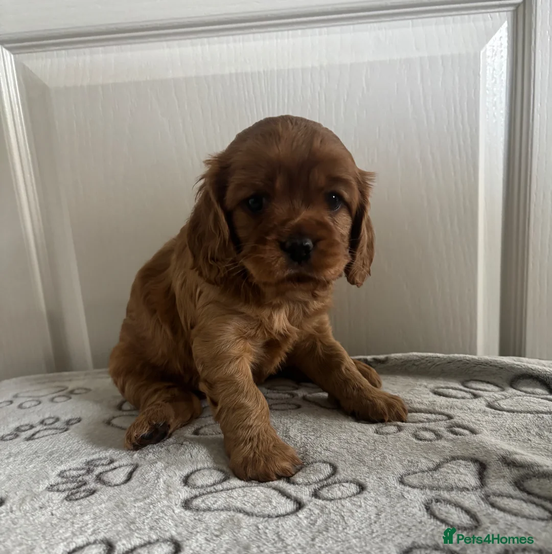 Cavapoo dogs for sale: Stunning full ruby cavapoo - Advert 1