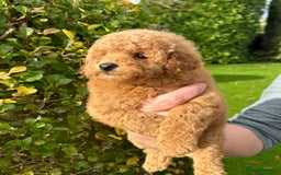 Miniature Poodle dogs for sale: Miniature poodles - Image 18
