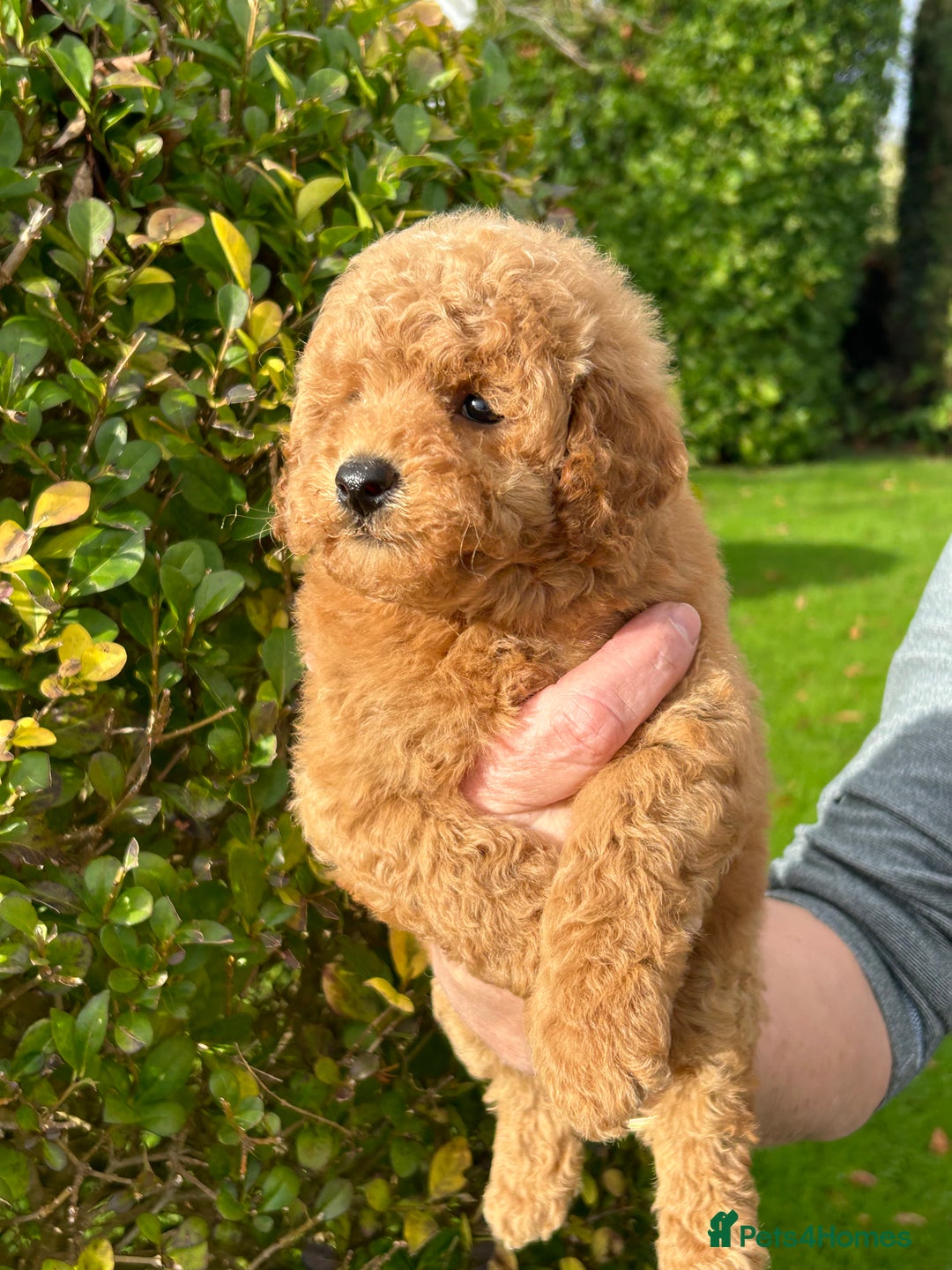 Miniature Poodle dogs for sale: Miniature poodles - Image 18