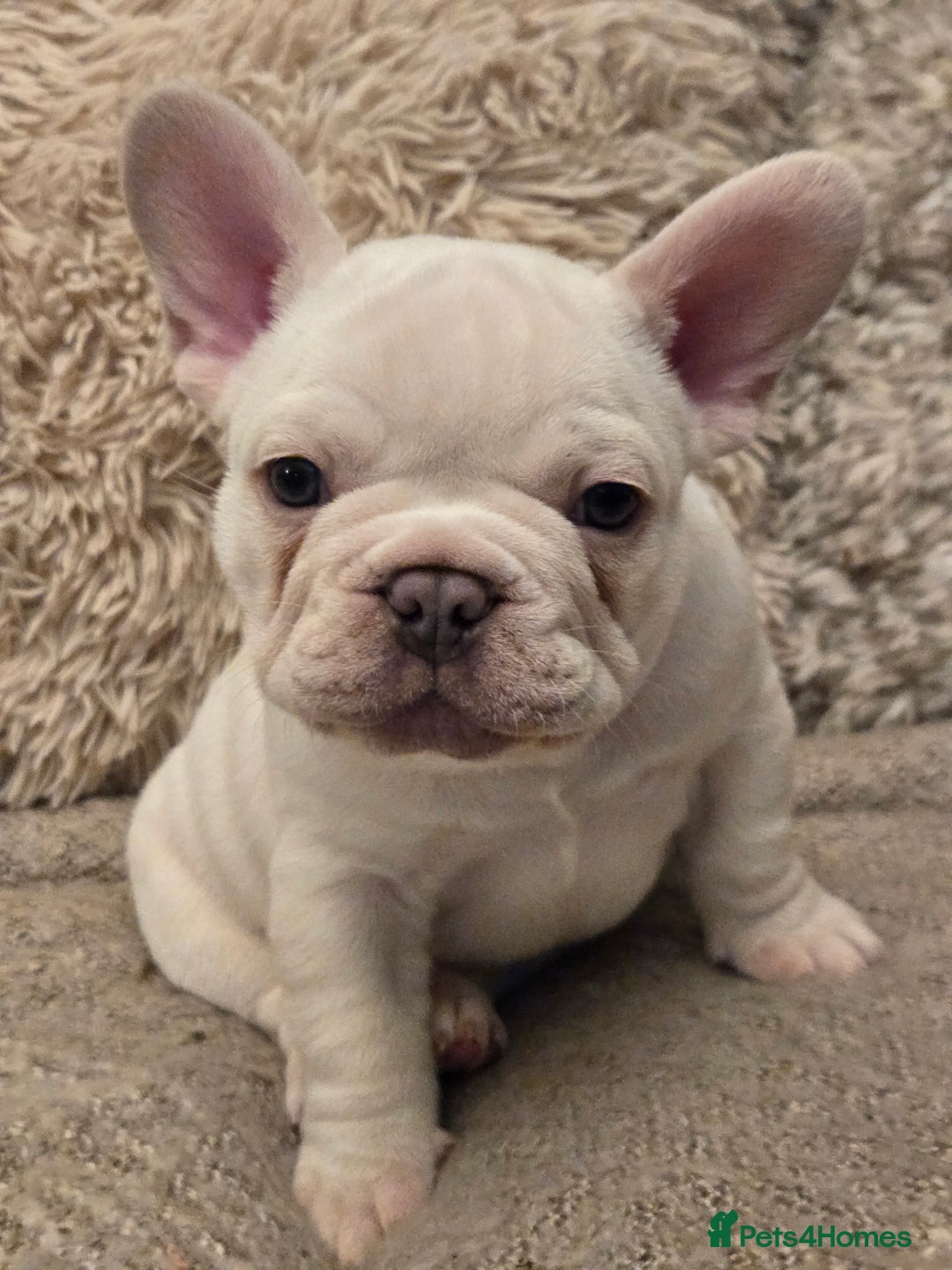 French Bulldog dogs for sale: Beautiful French Bulldog Puppies for sale - Advert 3