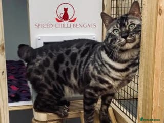 Bengal cats ✨️ CHAMPION BENGAL LOOKING FOR FOREVER HOME ✨️ - Advert 2