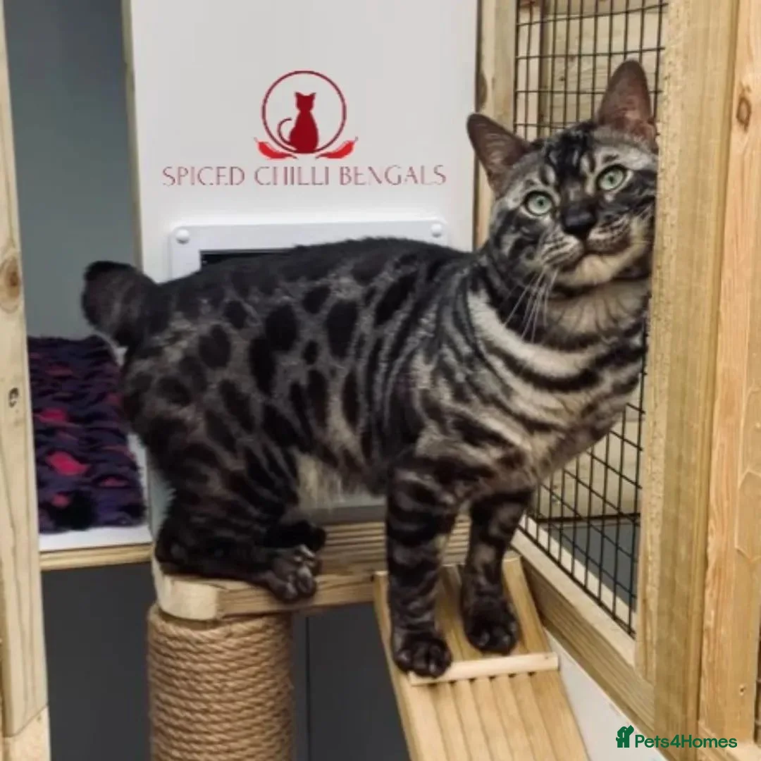 Bengal cats for sale: ✨️ CHAMPION BENGAL LOOKING FOR FOREVER HOME ✨️ - Advert 1