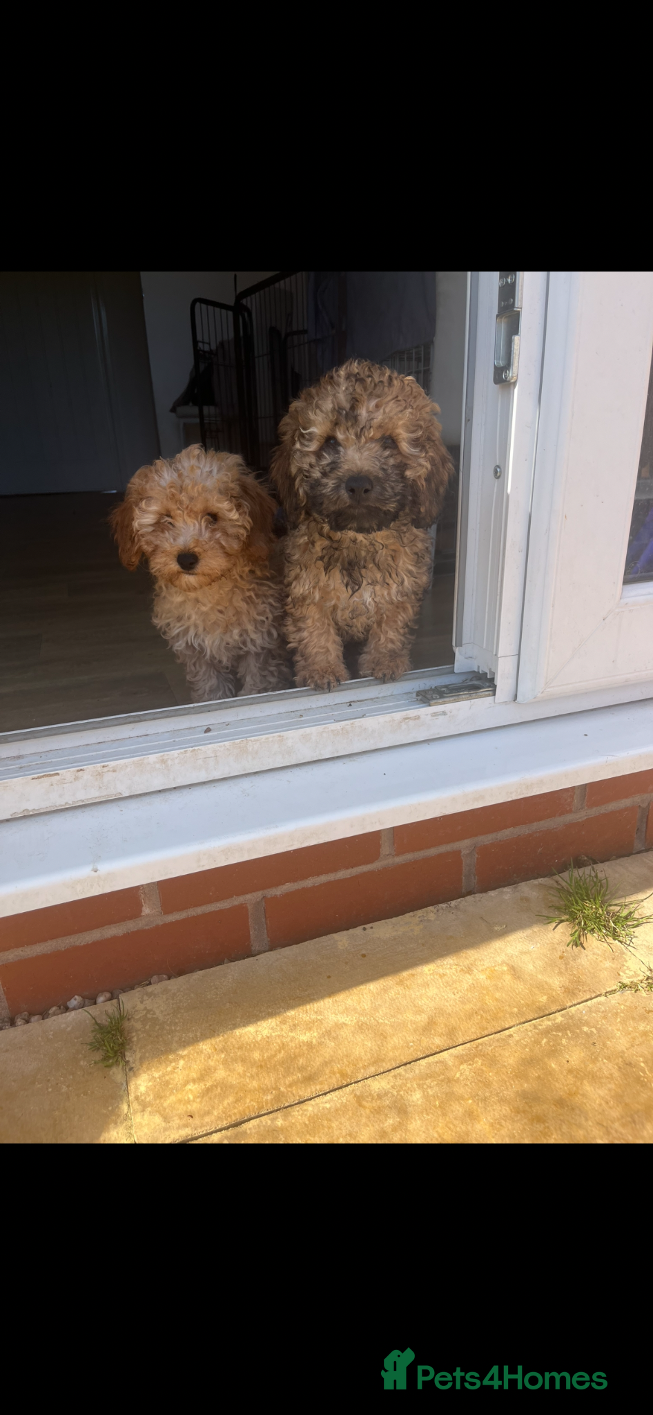 Cavapoo dogs F1b cavapooo puppy’s  - Advert 10