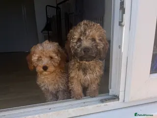 Cavapoo dogs F1b cavapooo puppy’s - Advert 10