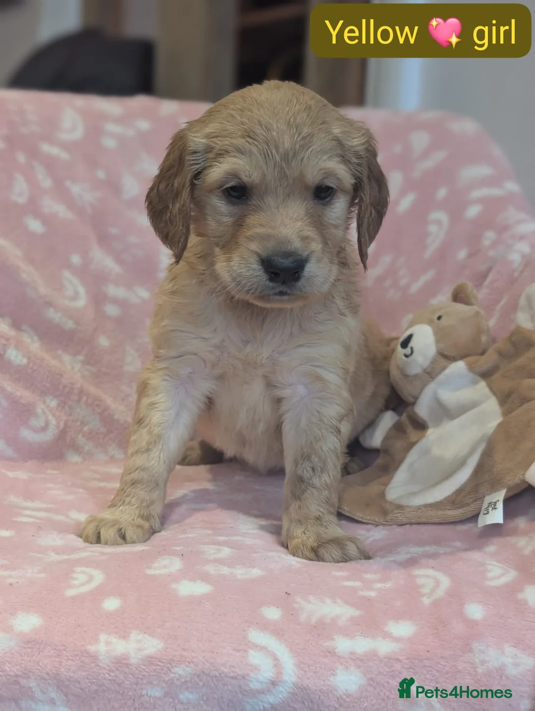 Mixed Breed dogs for sale: Golden Retriever x Irish Setter puppies!! SO CUTE! - Advert 13