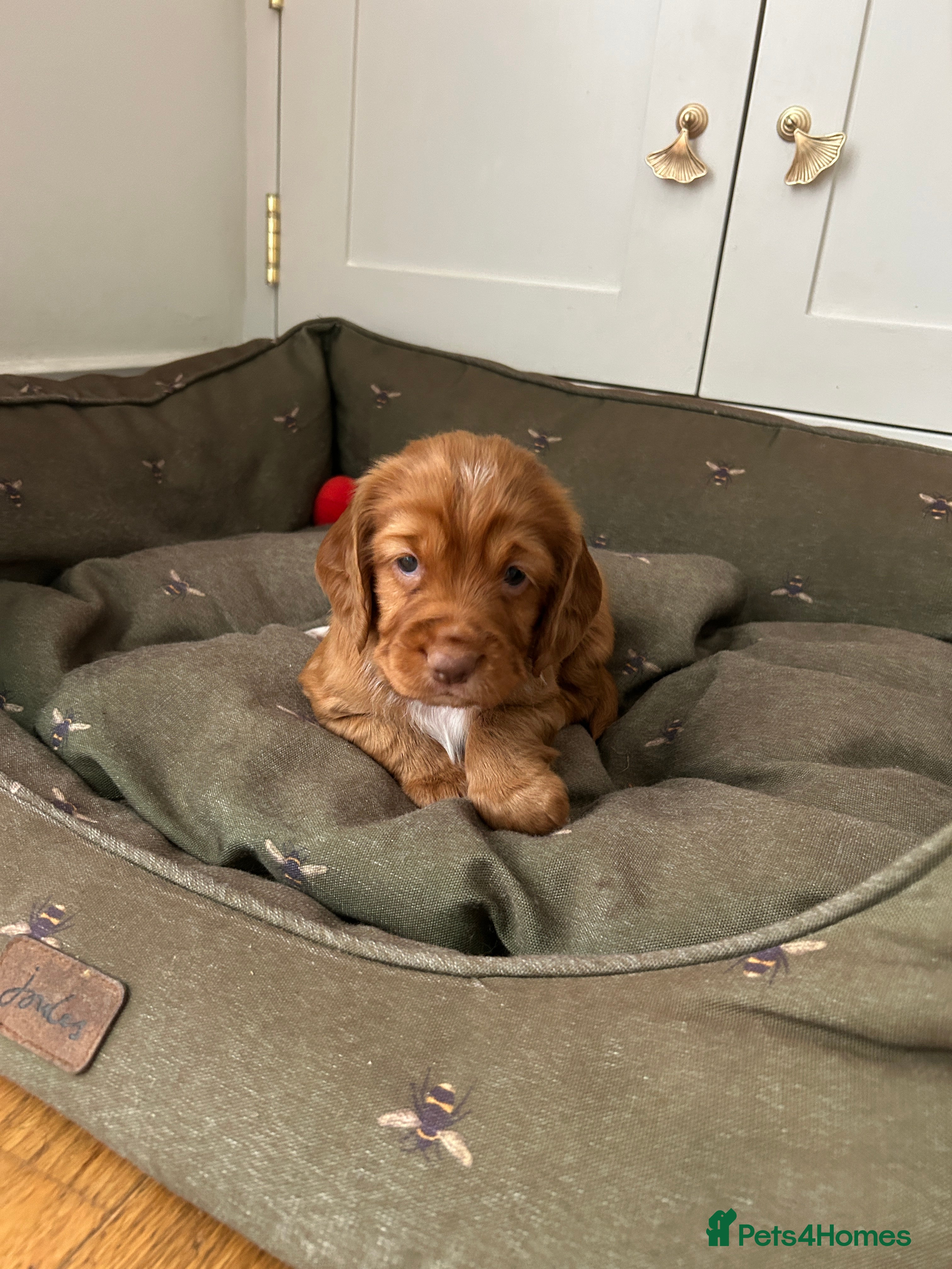 Cocker Spaniel dogs EXCEPTIONAL WORKING COCKER SPANIEL PUPPIES - Advert 2