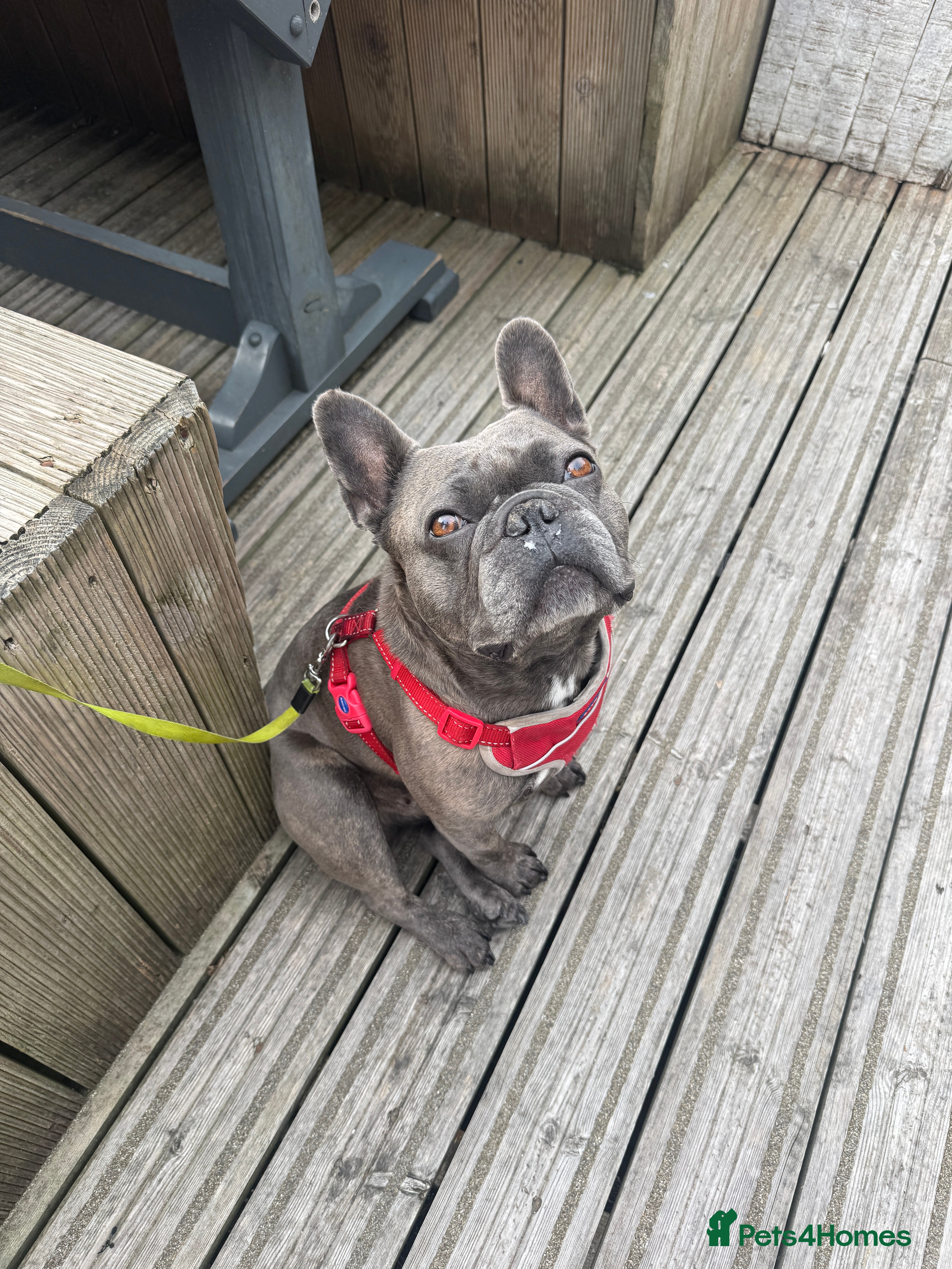 French Bulldog dogs Blue Brindle KC Registered French Bulldog - Advert 8