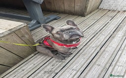 French Bulldog dogs for stud: Blue Brindle KC Registered French Bulldog - Image 1
