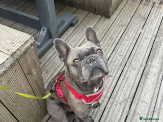 French Bulldog dogs Blue Brindle KC Registered French Bulldog - Advert 4